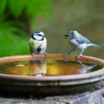 Two birds on a water bath
